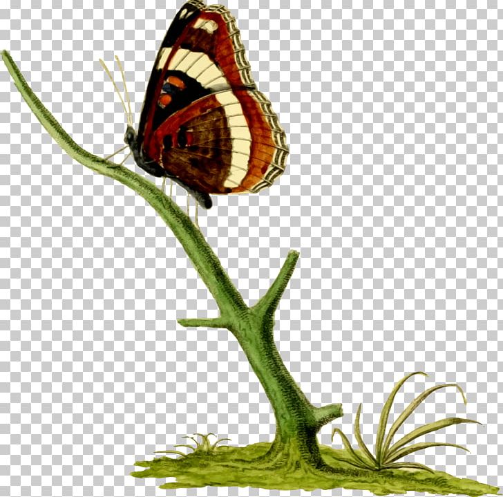 Monarch Butterfly Insect Gossamer-winged Butterflies Brush-footed Butterflies PNG, Clipart, Animal, Brush Footed Butterfly, Butterflies And Moths, Butterfly, Common Milkweed Free PNG Download