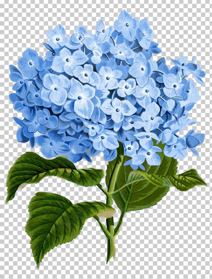 Oakleaf Hydrangea Printing Flower Wall Decal PNG, Clipart, Art, Blue, Botanical Illustration, Botany, Clip Art Free PNG Download