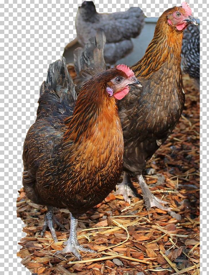 Rooster Chicken Coop Egg Hen PNG, Clipart, Animals, Beak, Bird, Breed, Butcher Free PNG Download