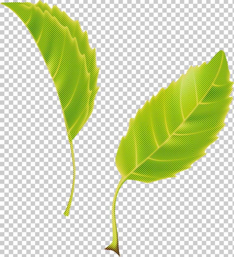 Leaf PNG, Clipart, Flower, Leaf, Plant, Plant Stem, Tree Free PNG Download