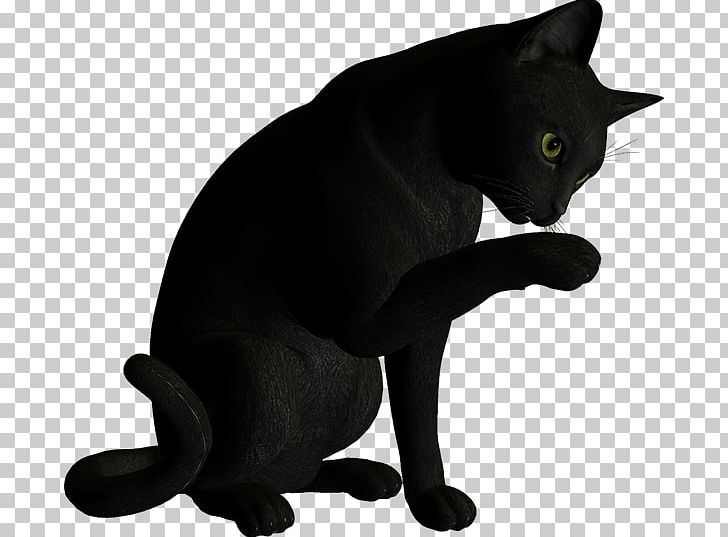 Sing Korat Whiskers Domestic Short-haired Cat Oyaji PNG, Clipart, Asian, Begrip, Black, Black And White, Black Cat Free PNG Download