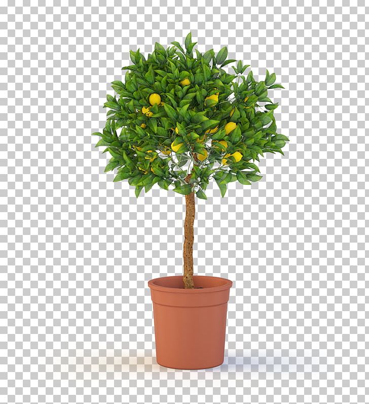 Tree Topiary Weeping Fig Container Garden Shrub PNG, Clipart, Artificial Flower, Birch, Cedar, Container Garden, Deck Free PNG Download