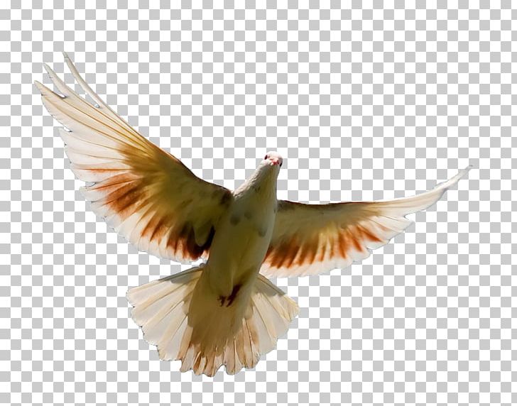 Bird Flight Homing Pigeon Columbidae Parrot PNG, Clipart, Animals, Beak, Bird, Bird Flight, Breed Free PNG Download