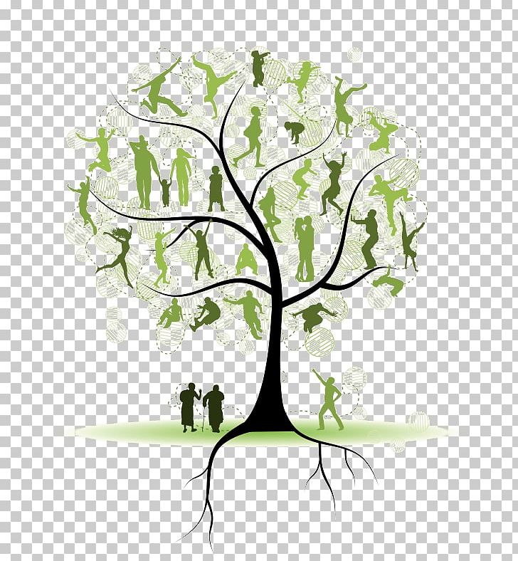 Genealogy Family Tree Ancestor PNG, Clipart, Ancestor, Branch, Family, Family Tree, Flora Free PNG Download