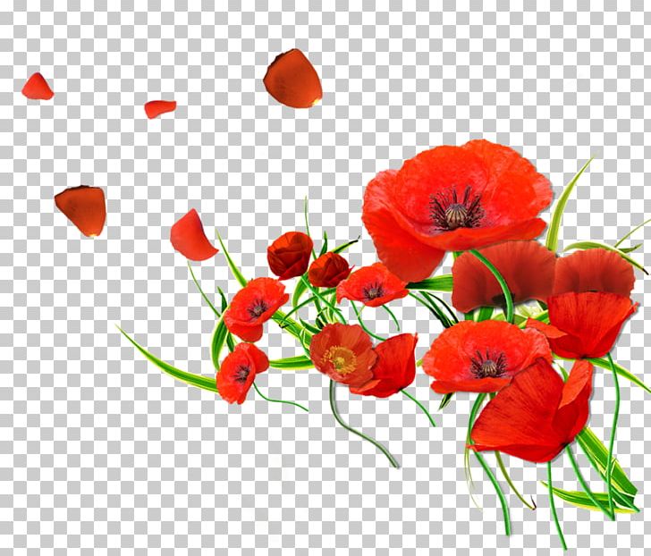 Remembrance Poppy Flower Common Poppy PNG, Clipart, Annual Plant, Color, Computer, Coquelicot, Creative Floral Patterns Free PNG Download
