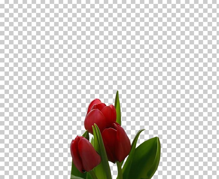 Tulip Digital PNG, Clipart, Bud, Computer Network, Cut Flowers, Digital Image, Download Free PNG Download