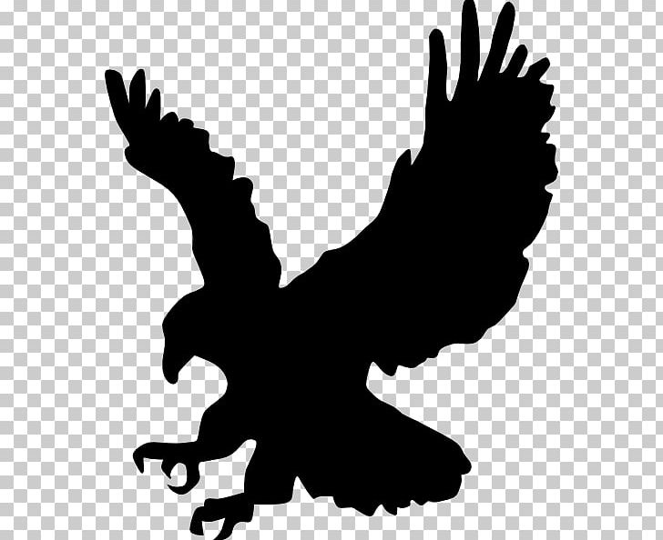 Bald Eagle PNG, Clipart, Artwork, Bald Eagle, Beak, Bird, Bird Of Prey Free PNG Download