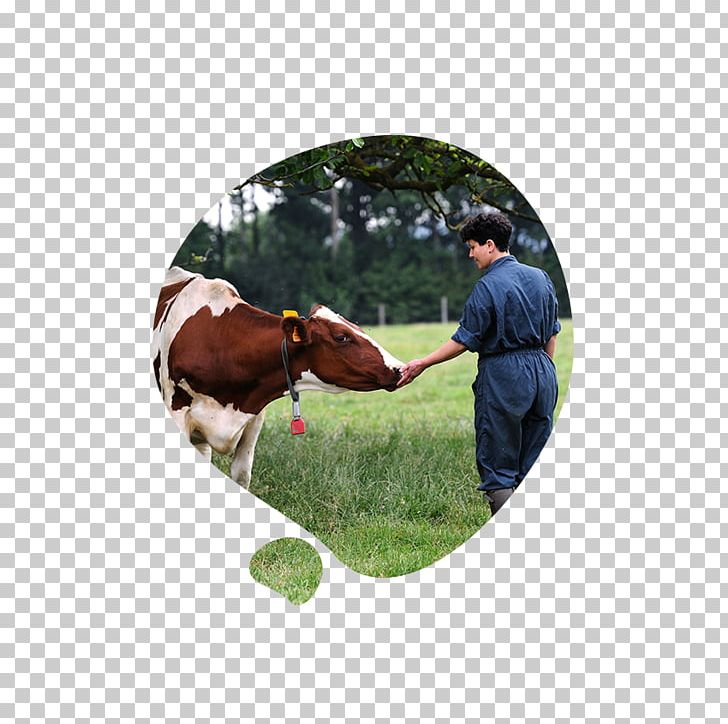 Cattle Candia (bahin Nga Lungsod) Lago Di Candia Milk Pasture PNG, Clipart, Cattle, Cattle Like Mammal, Food Drinks, Food Preservation, Grass Free PNG Download