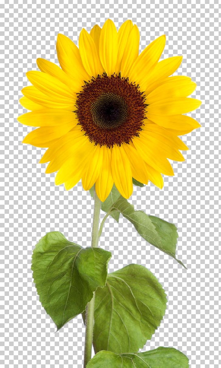 Common Sunflower Desktop PNG, Clipart, Annual Plant, Clip Art, Common Sunflower, Computer Icons, Daisy Family Free PNG Download