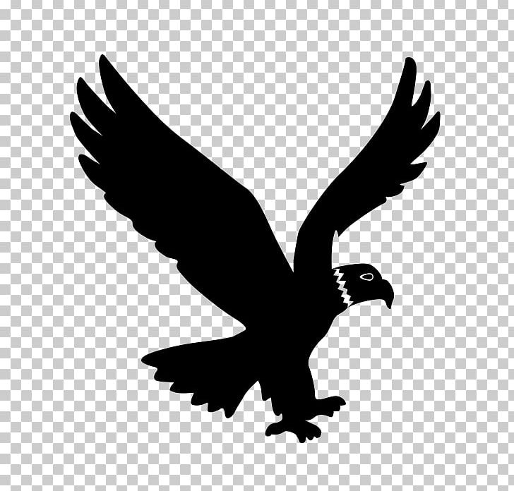 Computer Icons Photography Eagle Cleaning PNG, Clipart, Accipitriformes, Beak, Bird, Bird Of Prey, Black And White Free PNG Download
