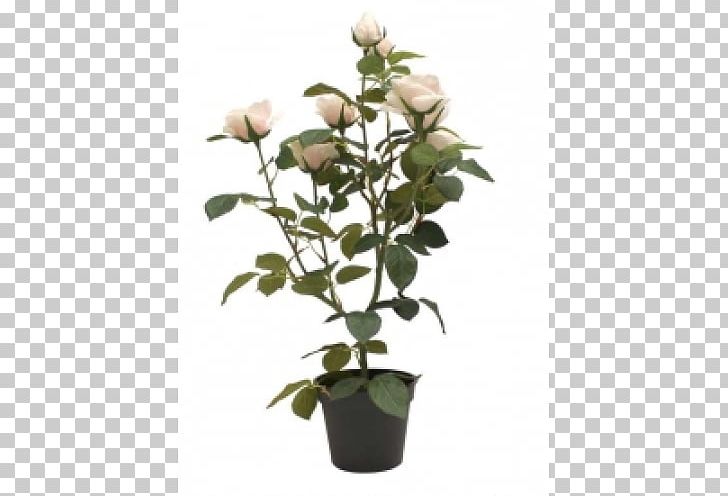 Garden Roses Flowerpot Garden Roses Houseplant PNG, Clipart, Artifitial, Blechnum Gibbum, Cut Flowers, Flower, Flowering Plant Free PNG Download