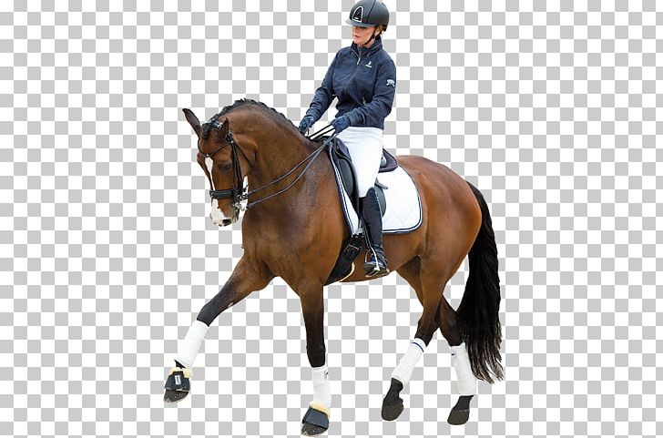 Hunt Seat Stallion Horse Dressage Rein PNG, Clipart, Animal Sports, Animal Training, Bit, Bridle, Dressage Free PNG Download
