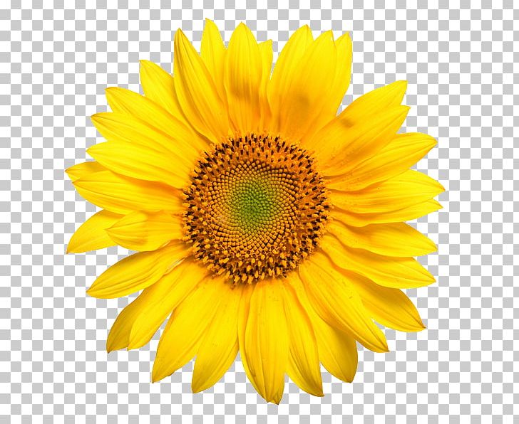 Common Sunflower Yellow Stock Photography PNG, Clipart, Annual Plant, Common Sunflower, Daisy Family, Flower, Flowering Plant Free PNG Download
