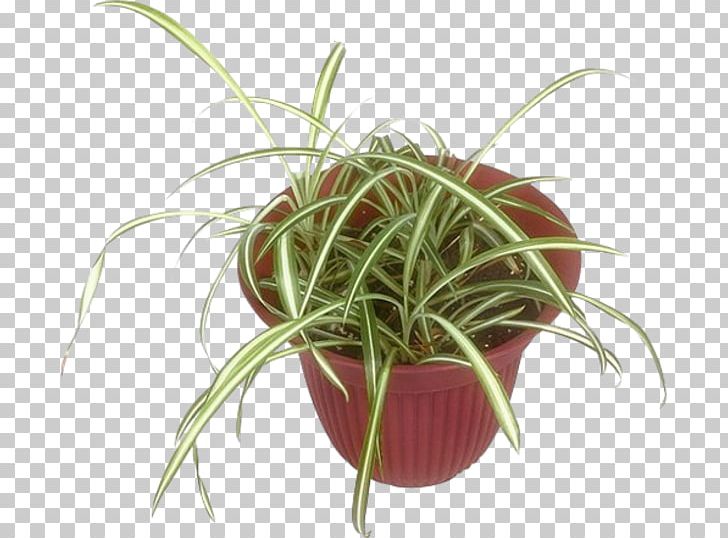 Flowerpot Houseplant Grasses HTTP Cookie PNG, Clipart, Biscuits, Bitki Resimleri, Fernsehserie, Flower, Flowerpot Free PNG Download
