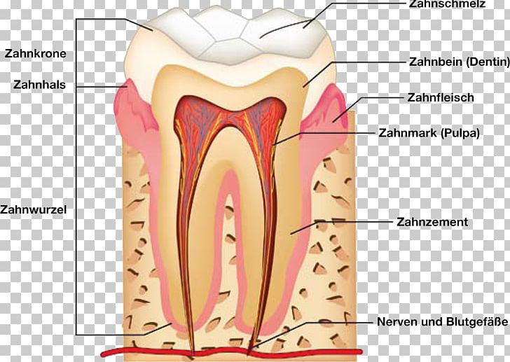 Human Tooth Dental Anatomy Human Anatomy PNG, Clipart, Anatomy, Angle, Dental Anatomy, Dentistry, Ear Free PNG Download
