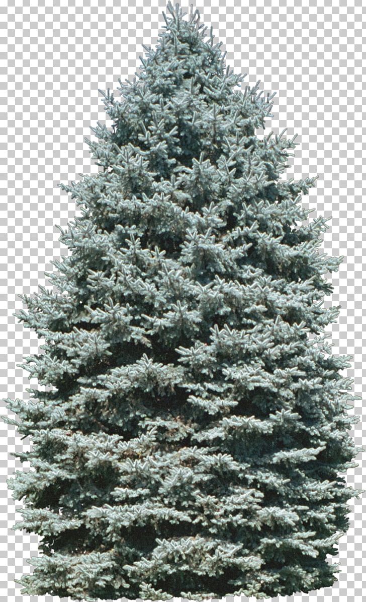 Tree Conifers Plant East Lansing PNG, Clipart, Biome, Bushes, Christmas Decoration, Christmas Tree, Conifer Free PNG Download