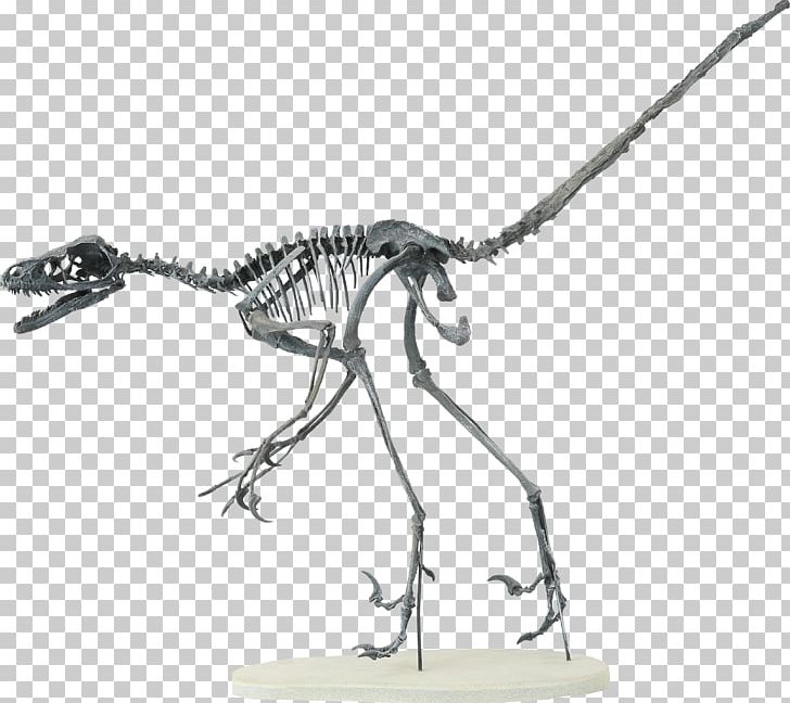 Velociraptor Bambiraptor Human Skeleton Theropods PNG, Clipart, American Museum Of Natural History, Artwork, Bambiraptor, Black And White, Bone Free PNG Download
