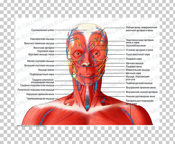 Anterior Triangle Of The Neck Head And Neck Anatomy Muscle Coronal Plane PNG, Clipart, Anatomy, Anterior Triangle Of The Neck, Blood Vessel, Coronal Plane, Face Free PNG Download