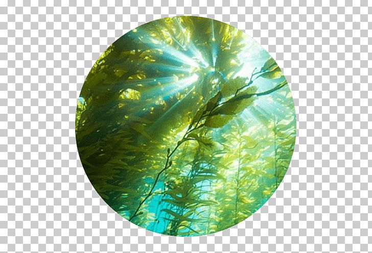 Cortes Bank Underwater Photography Kelp Forest PNG, Clipart, Cortes Bank, Freediving, Green, Kelp, Kelp Forest Free PNG Download