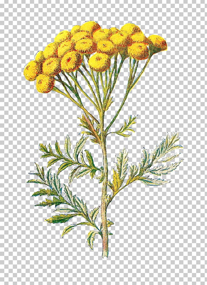 Familiar Wild Flowers Tansy Wildflower PNG, Clipart, Botany, Chrysanthemum, Chrysanths, Clip Art, Common Tansy Free PNG Download