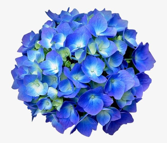 Hydrangea PNG, Clipart, Blue, Flowers, Hydrangea, Hydrangea Clipart, Vector Free PNG Download