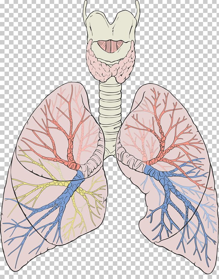 Lung Gas Exchange Anatomy Respiratory System Breathing PNG, Clipart, Anatomy, Biology, Breathing, Gas Exchange, Human Anatomy Free PNG Download