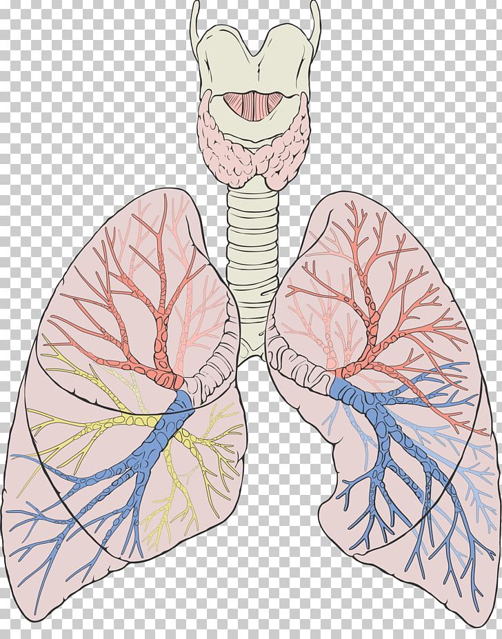 Lung Gas Exchange Anatomy Respiratory System Breathing Png Clipart Anatomy Biology Breathing Gas Exchange Human Anatomy