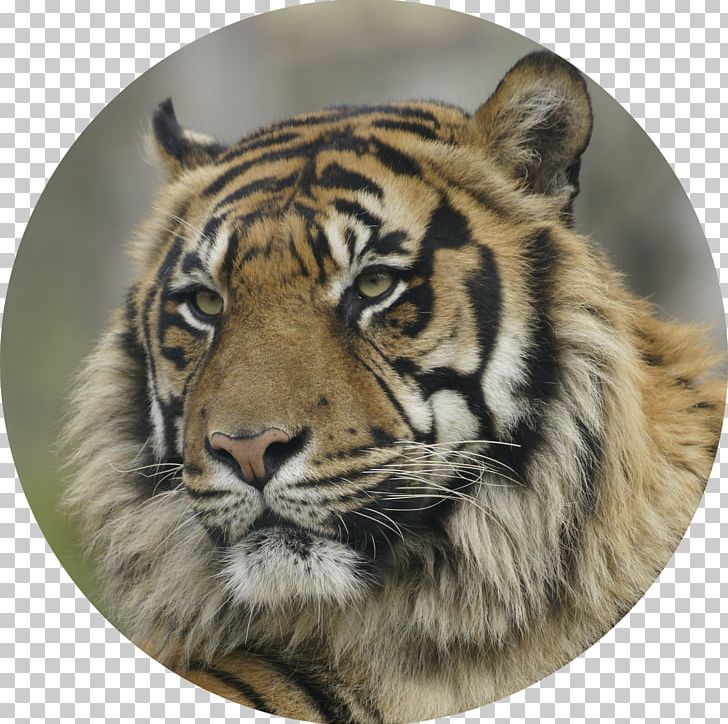 Animal Zoo Whiskers Wildlife 0 PNG, Clipart, 2018, Animal, April, August, Big Cat Free PNG Download