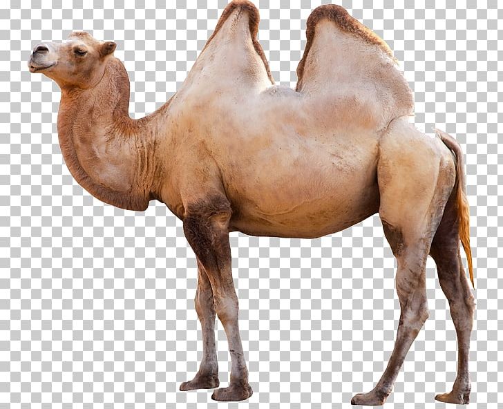 Dromedary Bactrian Camel PNG, Clipart, Animal, Animals, Arabian Camel, Bactrian Camel, Camel Free PNG Download