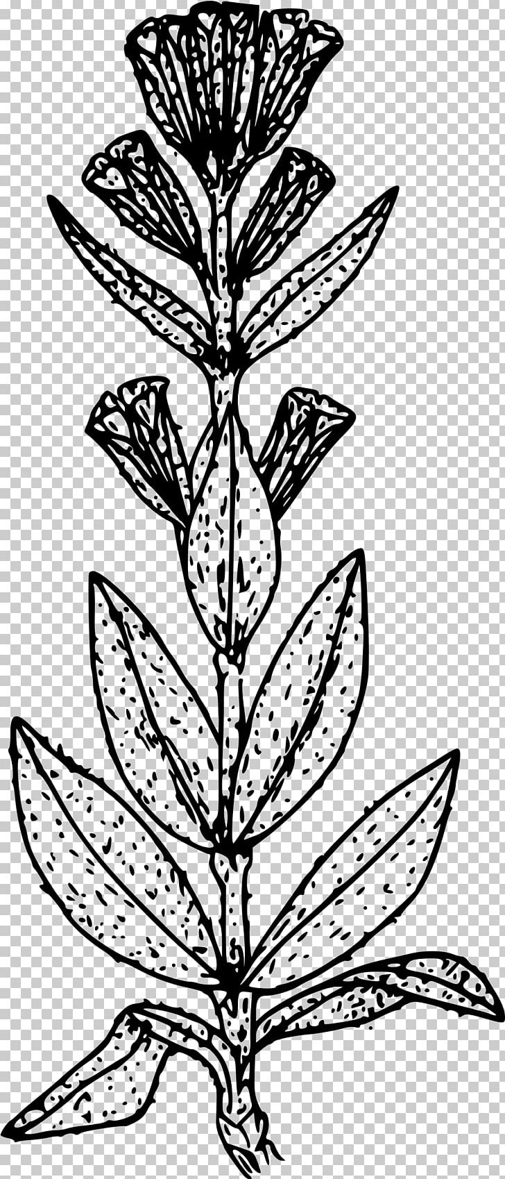 Monochrome Plant Stem PNG, Clipart, Black And White, Branch, Commodity, Design M, Dragonfly Free PNG Download