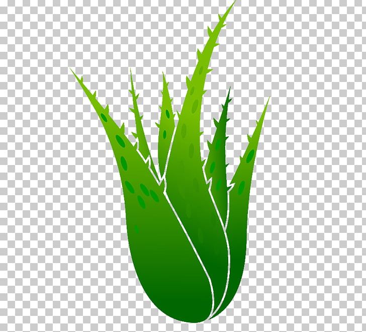 Aloe Vera Euclidean Plant Illustration PNG, Clipart, Aloe, Aloe Vera, Aloe Vera Pulp 12 0 1, Bio, Computer Wallpaper Free PNG Download