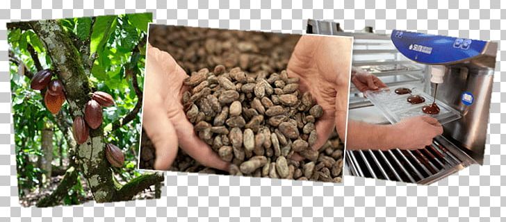 Brisbane Slow Food Plastic PNG, Clipart, 2018, Brisbane, Cocoa Beans, Eating, Food Free PNG Download