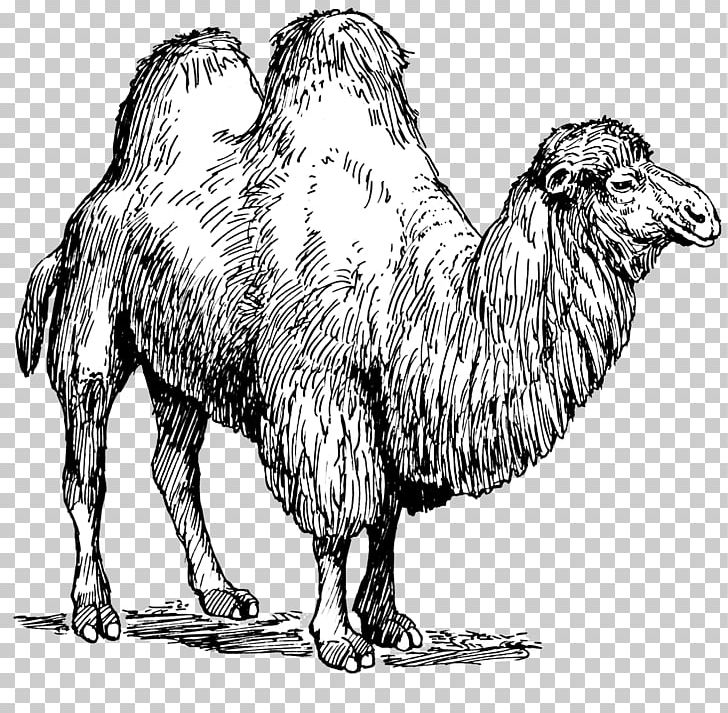 Dromedary Bactrian Camel Pig Fiber PNG, Clipart, Animal, Animal Fiber, Animals, Arabian Camel, Bactrian Camel Free PNG Download