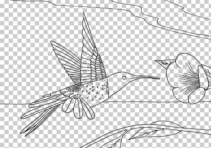 Hummingbird Coloring Book Drawing Line Art PNG, Clipart, Art, Artwork, Ausmalbild, Beak, Bird Free PNG Download