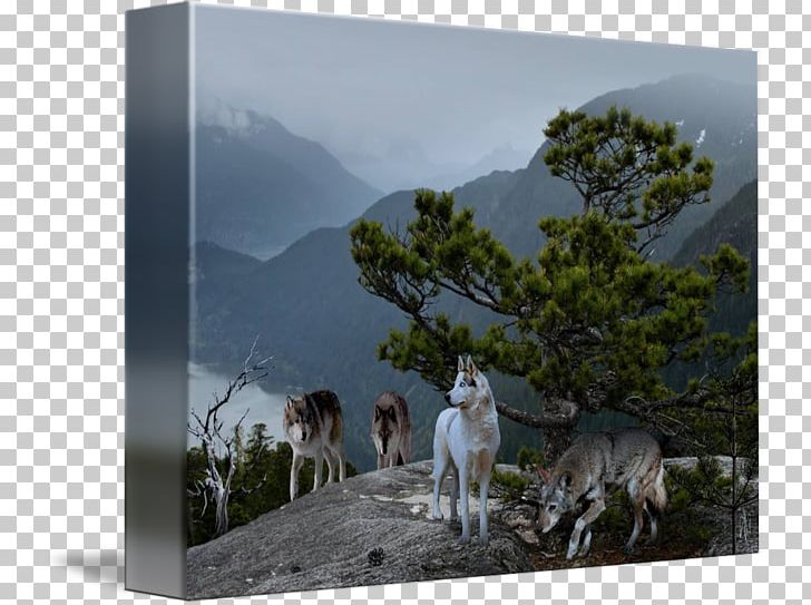 Wildlife Conservation Painting Gray Wolf PNG, Clipart, Art, Conservation, Fauna, Fine Art, Gray Wolf Free PNG Download