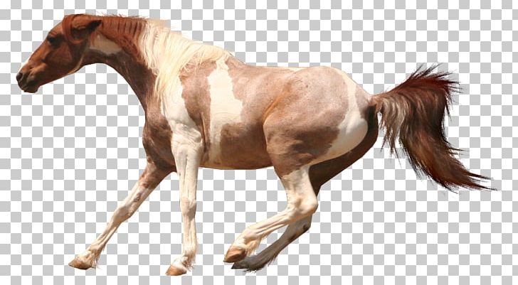 American Paint Horse Arabian Horse American Cream Draft Appaloosa Mustang PNG, Clipart, American Cream Draft, American Indian Horse, American Paint Horse, Appaloosa, Arabian Horse Free PNG Download