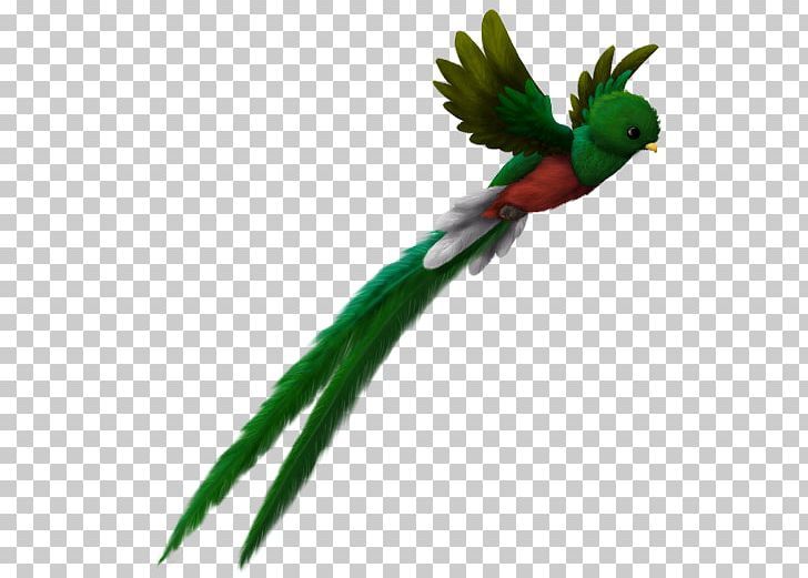 El Quetzal Bird Maya Civilization Resplendent Quetzal Guatemalan Quetzal PNG, Clipart, Animals, Beak, Bing, Bird, Coin Free PNG Download