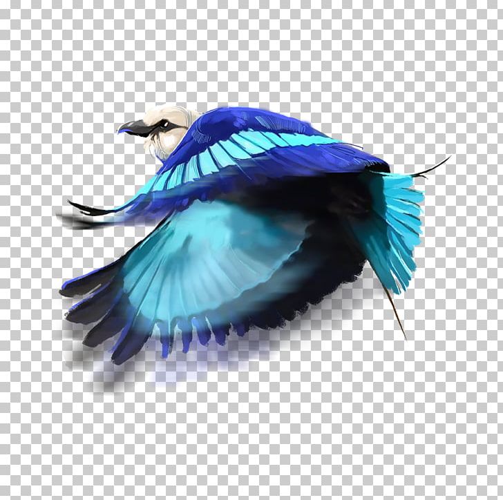 Feather Turquoise PNG, Clipart, Animals, Bird, Feather, Turquoise, Wing Free PNG Download