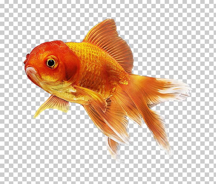 Goldfish PetSmart Hamster Feeder Fish PNG, Clipart, Alanine Transaminase, Aquarium, Bony Fish, Canada, Feeder Fish Free PNG Download