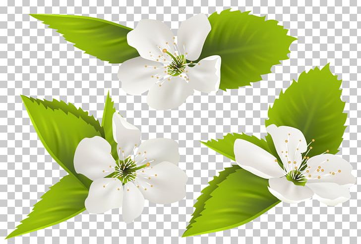 Jasmine Flower PNG, Clipart, Blossom, Branch, Clipart, Clip Art, Computer Icons Free PNG Download