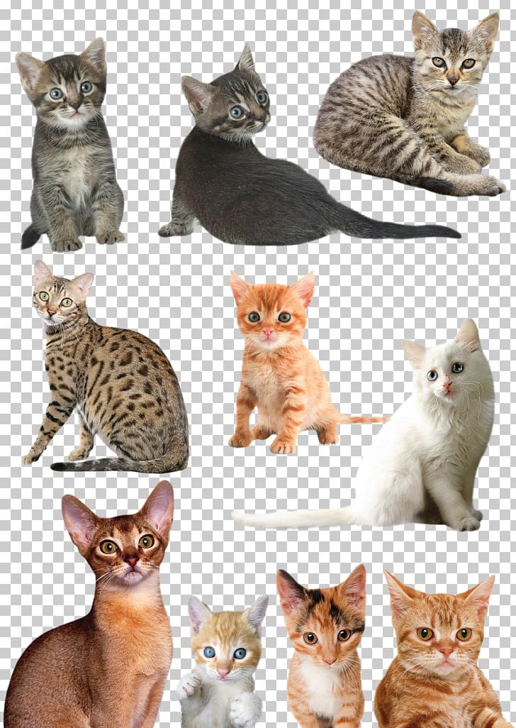 Maine Coon Kitten PNG, Clipart, American Wirehair, Animal, Animals, Carnivoran, Cartoon Free PNG Download