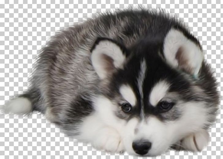 Siberian Husky Puppy Desktop Dog Food PNG, Clipart, 1080p, Alaskan Klee Kai, Alaskan Malamute, Animals, Canadian Eskimo Dog Free PNG Download