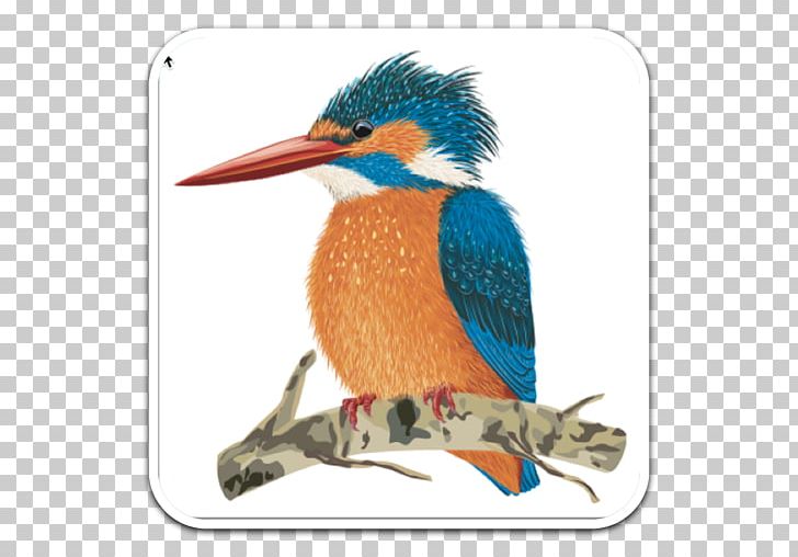 Kingfisher Drawing PNG, Clipart, Art, Beak, Belted Kingfisher, Bird, Birdie Free PNG Download