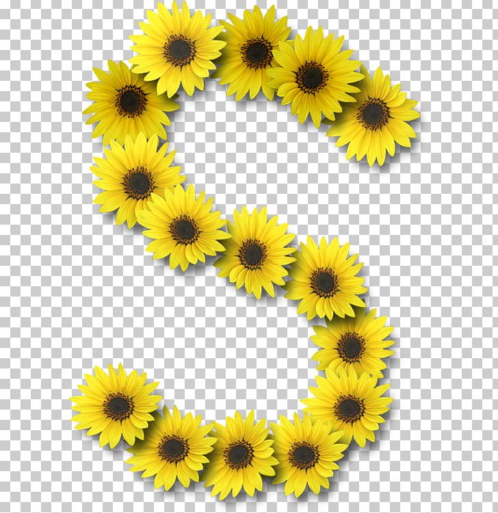 Letter Case Alphabet Common Sunflower PNG, Clipart, All Caps, Alphabet, Common Sunflower, Daisy Family, Decoration Free PNG Download