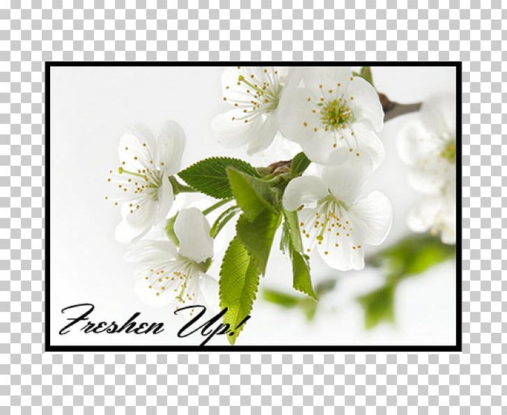 Morning Quotation PNG, Clipart, Ambassador Pools, Blossom, Branch, Cherry Blossom, Desktop Wallpaper Free PNG Download