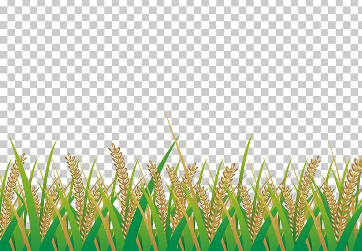Paddy Field Rice Illustration PNG, Clipart, Agriculture, Commodity, Ear Of Rice, Food, Fried Rice Free PNG Download