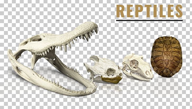 SKELETONS: Museum Of Osteology Reptile Skulls Unlimited International PNG, Clipart, Cheetah, Crocodile, Dinosaur, Fossil, Human Free PNG Download