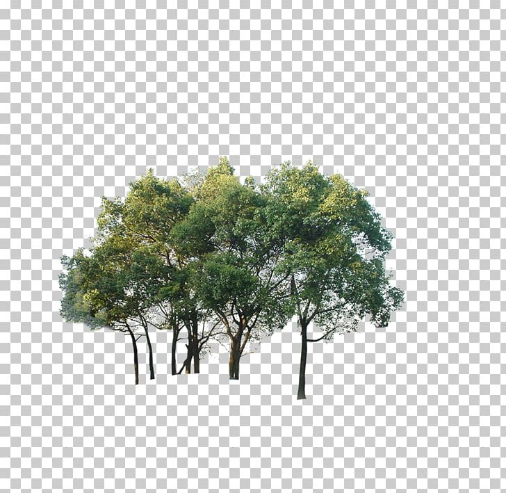 Tree Watermark PNG, Clipart, Autumn Tree, Branch, Christmas Tree, Download, Euclidean Vector Free PNG Download