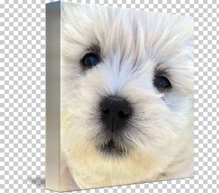 West Highland White Terrier Cairn Terrier Norfolk Terrier Dandie Dinmont Terrier Maltese Dog PNG, Clipart, Animals, Bichon, Bolognese, Bolognese Dog, Carnivoran Free PNG Download