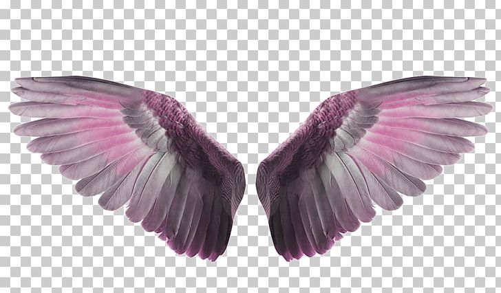 Bird Flight Wing PNG, Clipart, Angel, Angel Wing, Angel Wings, Animal, Animals Free PNG Download